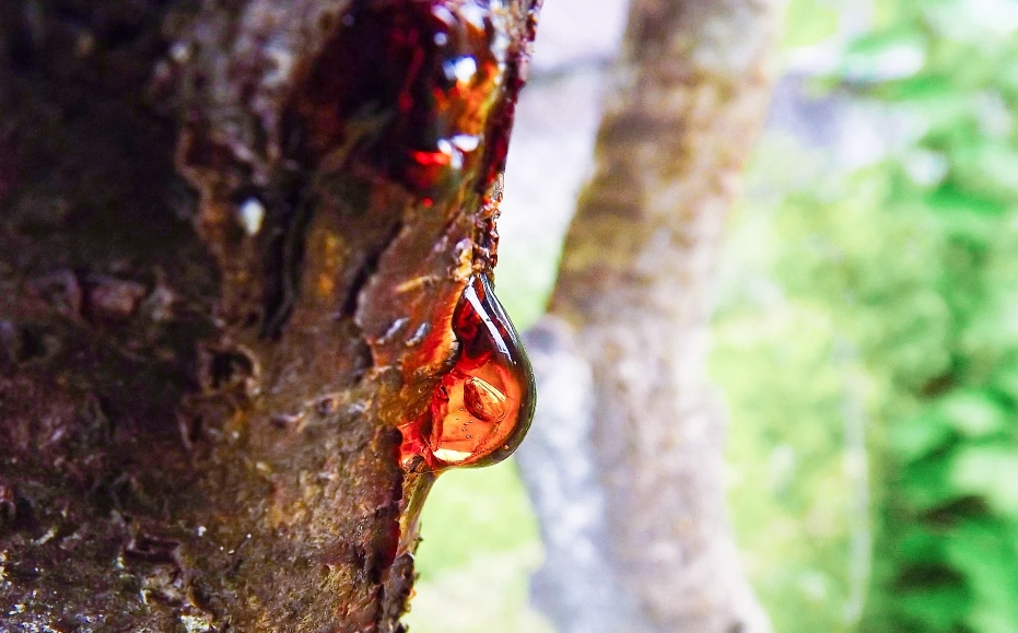 sap running down tree bark