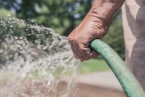 Hand watering landscape plants with a garden hose